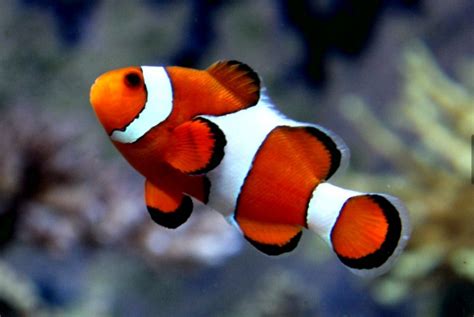 Ikan Nemo Jenis Ocellaris